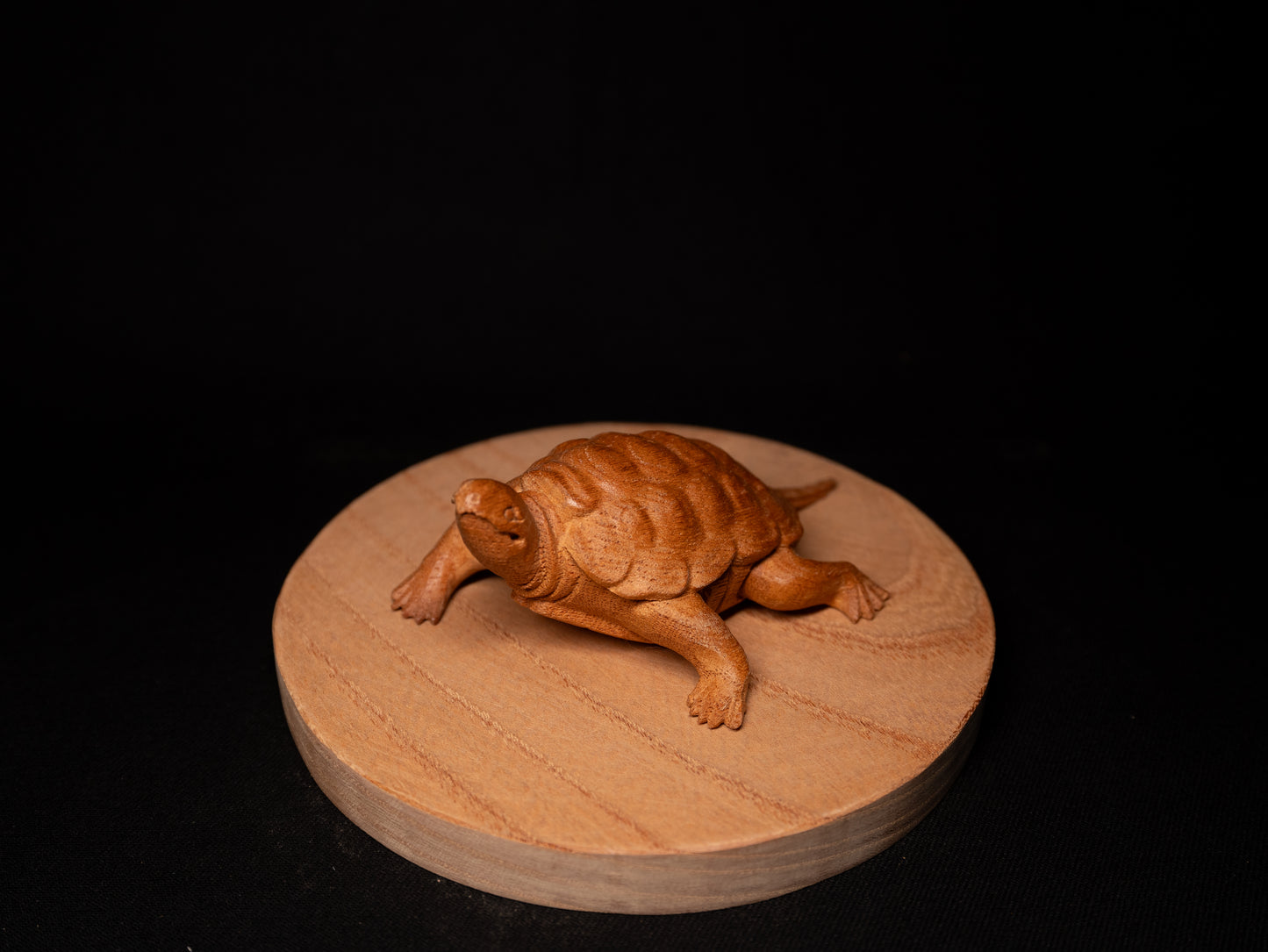 亀 / Turtle