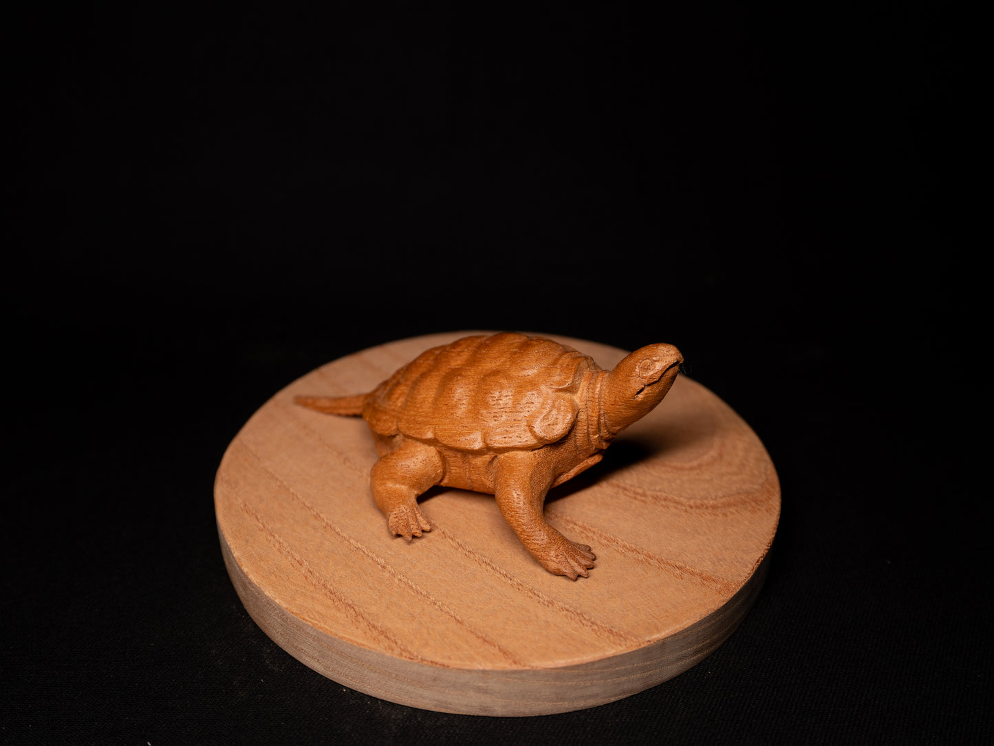 亀 / Turtle