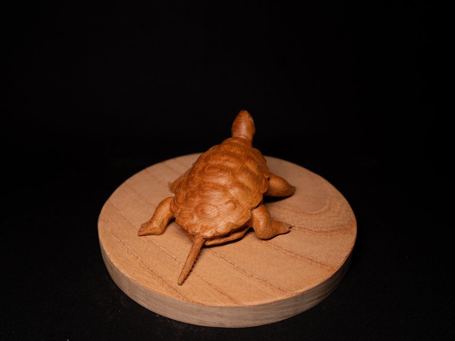 亀 / Turtle